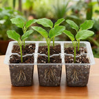 Bonviee 10 Packs Seed Starter Tray - Image 7