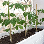 Plant Stakes, 16 Inches Natural Garden Bamboo Sticks, BOVITRO 20Pcs Plant - Image 3