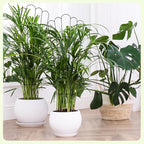 LEIFIDE 2 Pcs 33in Plant Trellis - Image 2