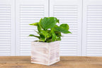 Wooden Planter Box, Rustic Whitewash - Image 5