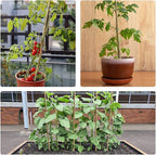 10pcs 1" D Thicker Heavy Duty Bamboo Stakes, 8FT Plant Stakes, Natural Garden - Image 9
