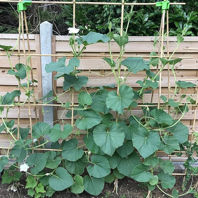 Plant Stakes 4FT, Natural Bamboo Stakes, HAINANSTRY 25Pcs Sturdy Bamboos Garden - Image 5