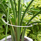 5PCS Monstera Plant Stem Support White - Image 7