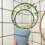 Hoya Trellis Set of 3 Round Climbing Plant Supports - Image 4