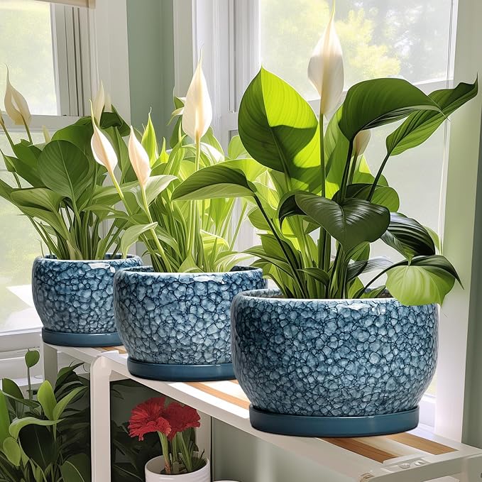 SQOWL Ceramic Planter - Image 6