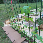 Garden Plant Stakes 57 Inch Tomato Stakes, 20 Pack Steel Plant Stick Support - Image 5
