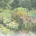 12 Pack 24 inch Plant Support Stakes, Half-Round Metal Garden Flower Stakes - Image 7