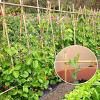 Plant Stakes, 4.8FT Longer Sturdy Natural Bamboo Garden Stakes, GAGINANG 20Pcs - Image 3