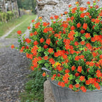 20 Bundles Artificial Fall Flowers Outdoor Fake Flowers, UV Resistant No Fade - Image 6