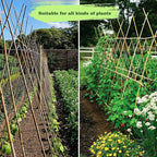 25pcs 1/2" D Thicker Heavy Duty Bamboo Stakes, 4.75FT Plant Stakes, Natural - Image 8