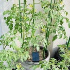 Garden Plant Stakes 36 Inch 3Ft Steel Plant Stick Support, 25 Pack Tomato Stakes - Image 2