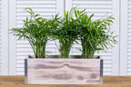 Wood Planter Box with Tin Style, 12x4 Inch Rectangular, Plastic Liner, Garden - Image 5