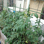 4Feet 48inch Garden Stakes Sturdy Plant Sticks Support Tomato Stakes - Image 3