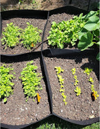 CJGQ 2 Pack Fabric Raised Garden Bed 6x3x1ft Garden Grow Bed Bags - Image 7