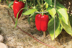 Rain Bird GARDENKIT Drip Irrigation Raised Bed Garden Watering Kit - Image 8